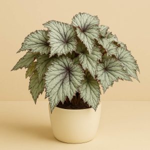 Begonia Asian Tundra